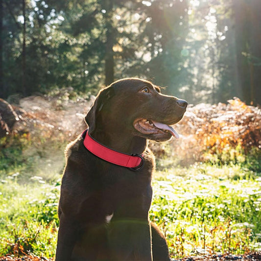 Didog Soft Padded PU Leather Dog Collar, Breathable and Adjustable Red Dog Collar for Large Dogs, Comfortable for Daily Walk,Red XL Fit Neck 17-21"(44-71 lbs)