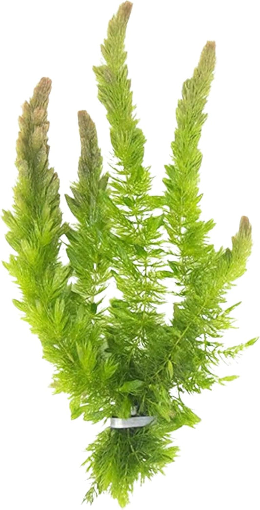 Live Aquarium Hornwort Coontail Bunch Plants - Excellent Oxygenator - Easy to Maintain Plant - Removing Excess Nitrates - Promote High Water Quality - 3-5 Stems Per Bunch - Pack 1