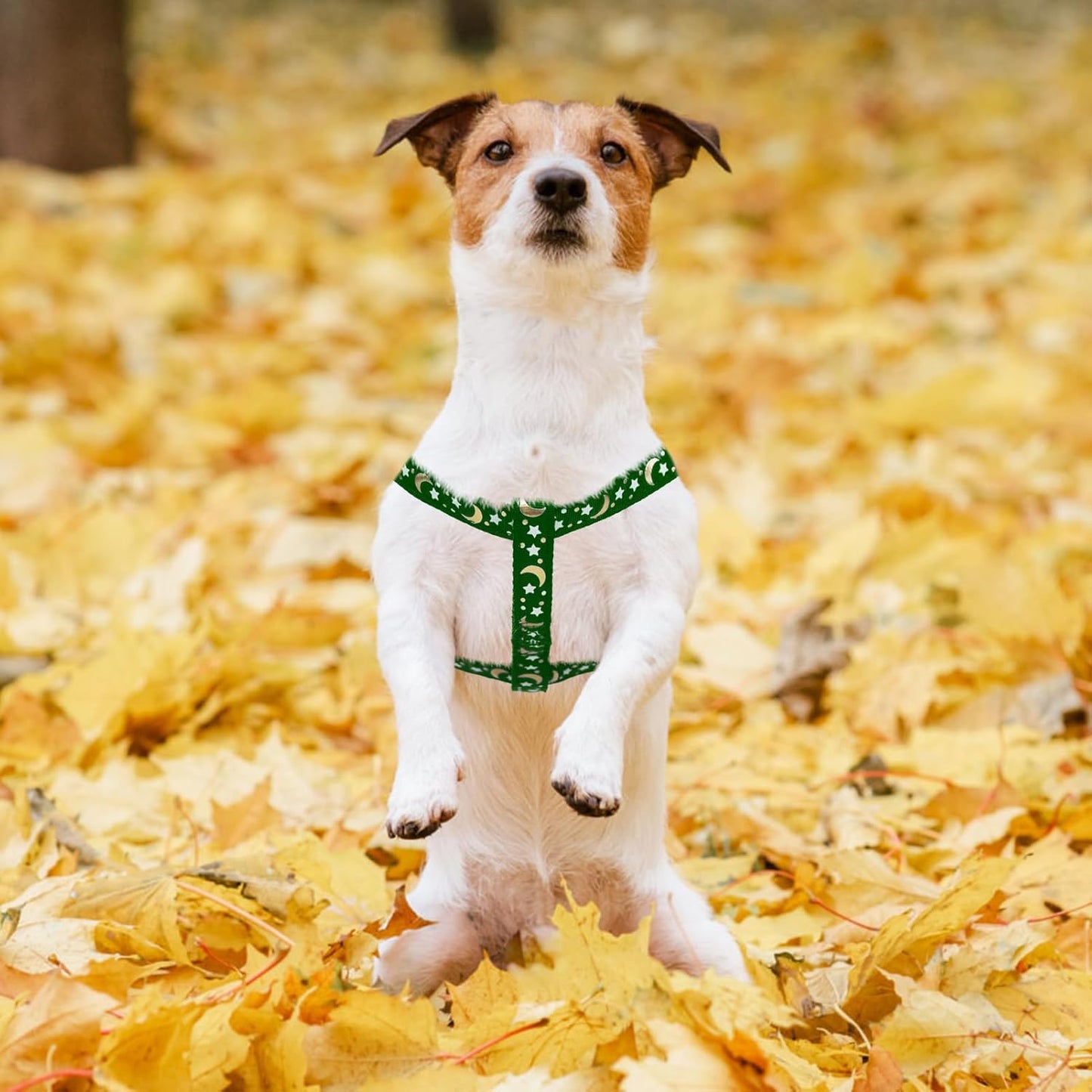 PUPTECK No Pull Dog Harness Soft Adjustable Basic Nylon Step in Puppy Vest Outdoor Walking with ID Tag, Moon Star Green, S