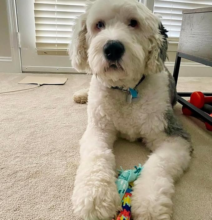 rocket & rex Dog Chew Toy Set for Small to Medium Breeds, Includes a Rope, Rubber Squeaker and Plush Toy with Ball, Reduces Destructive Chewing & Anxiety (Pack of 3)