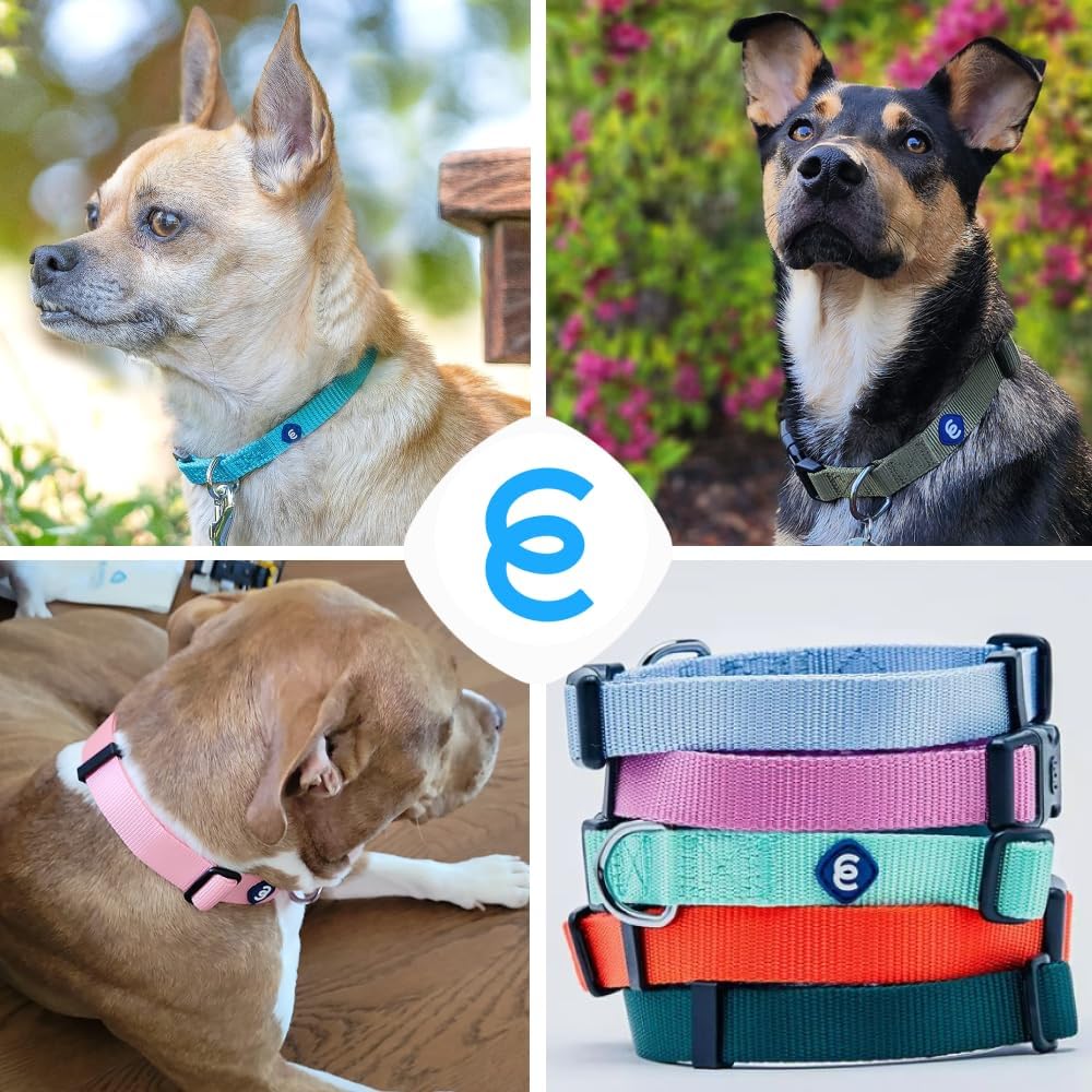 Blueberry Pet Essentials Medium Dog Collar in Marina Blue | Adjustable & Eco-Friendly Durable Nylon Strap | Classic Collar for Medium Dogs, Boy & Girl Pets