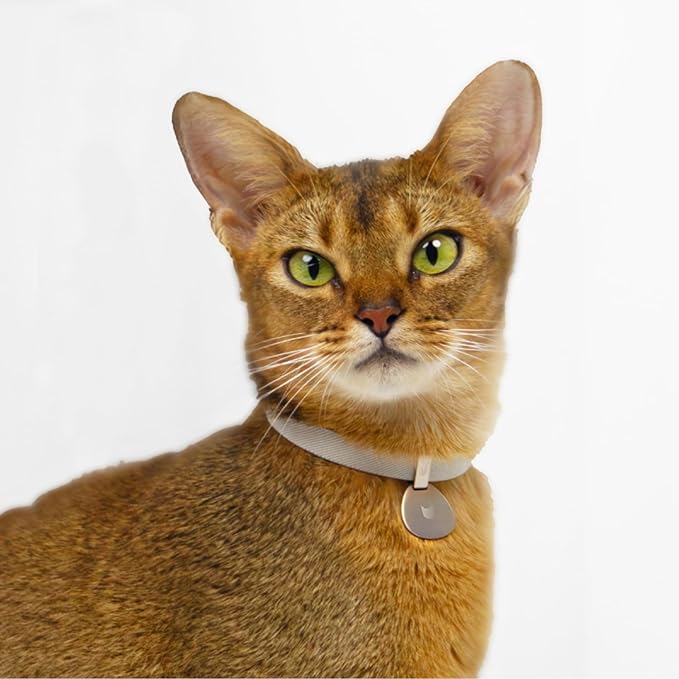 Safety Cat Collar and ID Tag Set, Elastic Quick Release Non Breakaway Collar, Personalized Aluminum Engraved Pet Name Tag, Lightweight for Kitten Small Large Cats (Alpine+Olive-S, Pocket)