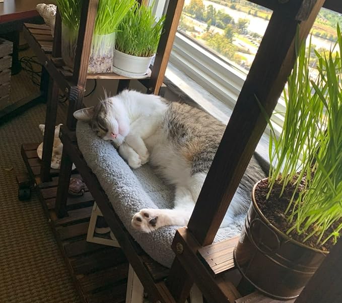 Enjoying Cat Mat Bed 10" x 15" Pet Bed with Pillow Around for Puppy Kitten Curled Sleeping Beds for Carrier/Crate Small Dog Cushion, Anti Skid Bottom, Small