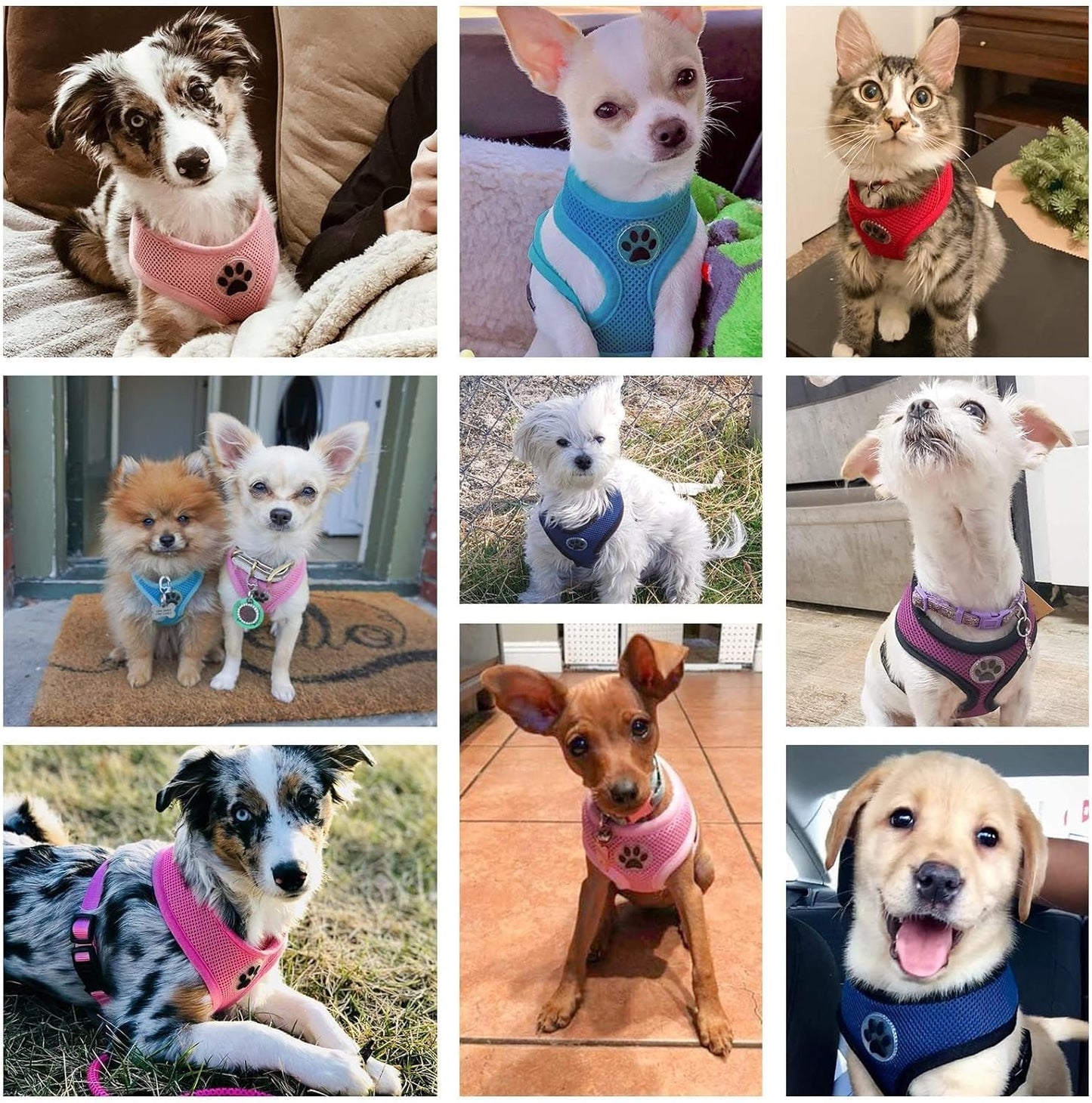 BINGPET Small Dog Harness - Breathable Mesh Puppy Cat Harnesses - No Pull Adjustable Dog Harness Dog Vest Harness for Small and Medium Dogs