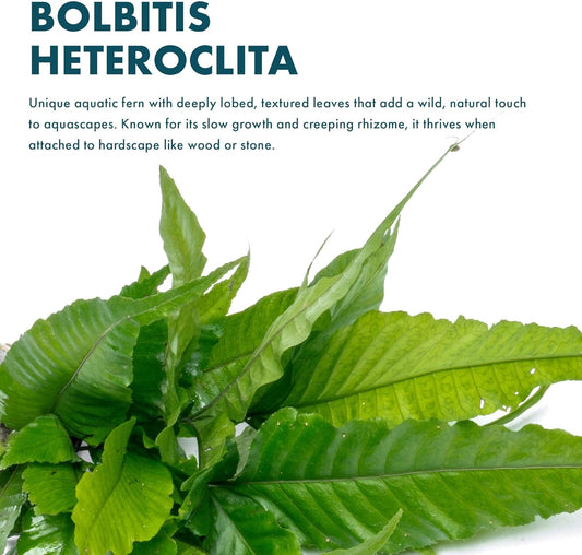 SubstrateSource Live Plants - El Niño Fern (Bolbitis heteroclita) - Midground to Background Epiphytic Rhizome for Low to Medium Light Aquascapes - Dark Green, Slow-Growing Accent - Pot