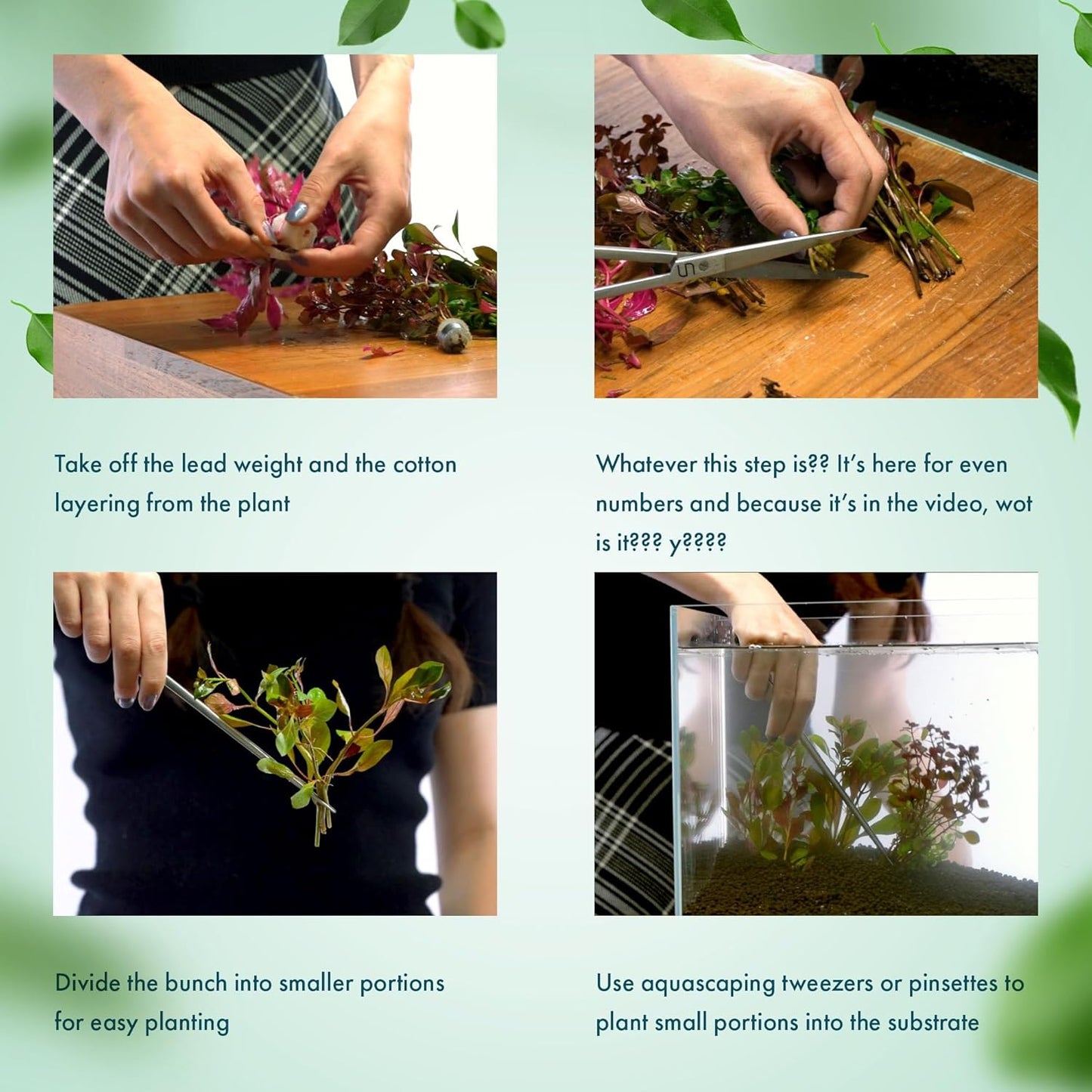 SubstrateSource Live Plant - Tall Grass, Vallisneria Gigantea - Easy Care, Moderate to High Light, Bright Green Accent, Freshwater Aquatic Plant for Aquascaping - Lead Bunch