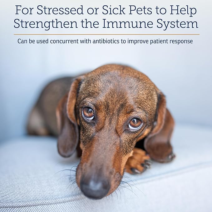 Rx Vitamins Liquid Immuno Dog & Cat Immune Support - Reishi Mushroom Supplement for Dogs & Cats Plus L-Lysine for Cats - Ideal Dog Eye Supplements, Immunity Booster Cat Supplements - 4 oz