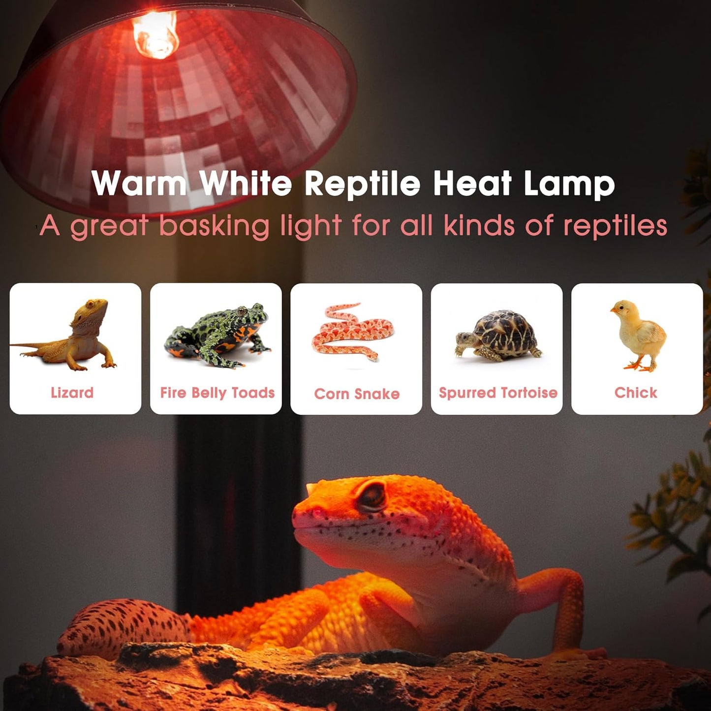 Briignite Reptile Heat Lamp Red, Reptile Night Lamp 50W, G9 Heat Bulb & Dome Reptile Light Fixture, Aluminum Reflector, Dimmable Heat Lamp for Chicken Turtle Snake Gecko Lizard, 1 Pack
