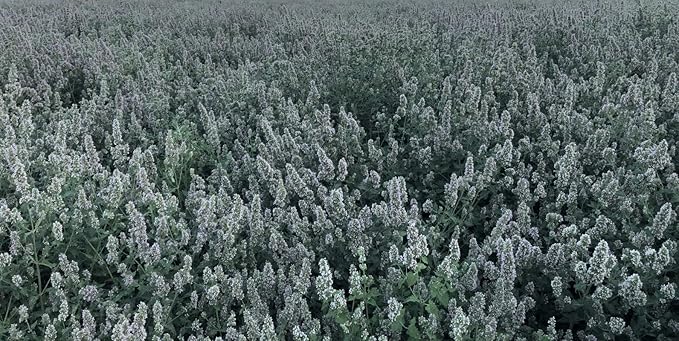 from The Field | Ultimate Blend Catnip & Silver Vine | Premium USA-Grown Catnip for Toys & Playtime | Fresh, Potent, Non-Toxic, Eco-Friendly | Safe for Kittens & Cats | Resealable 1 Oz Tub