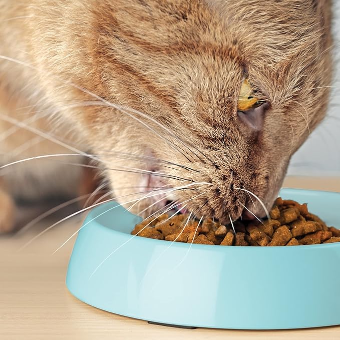 CatGuru Cat Bowls, Whisker Friendly Cat Food Bowl for Indoor Cats, Reliefs Whisker Fatigue, Wide Pet Bowl, Non Slip Pet Feeding Bowls, Shallow Kitten Dish (Aruba)