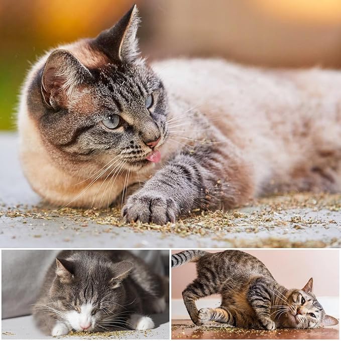 TZL Natural Catnip, Organic Cat Grass, Dried Catnip Leaves, Used for Refillable Catnip Toys, Delicately Sealed and Packaged for Easy Store (40g)