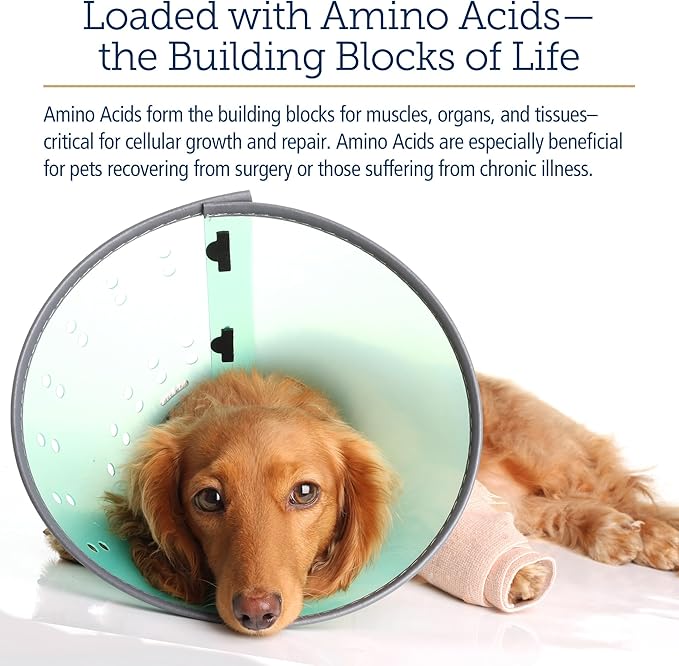 Rx Vitamins Amino B Plex Cat & Dog Supplement - Vitamin B Complex Liquid Plus Amino Acids for Dogs & Cats - Appetite Booster and Weight Gainer Cat & Dog Vitamins - 2 oz