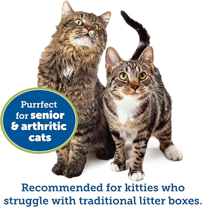 KittyGoHere Senior Cat Litter Box 1 Pack, Small Apple Green Low Entrance Kitty Litter Box, Sized for Cats Comfort, Perfect for Senior and Arthritic Cats, Made in USA