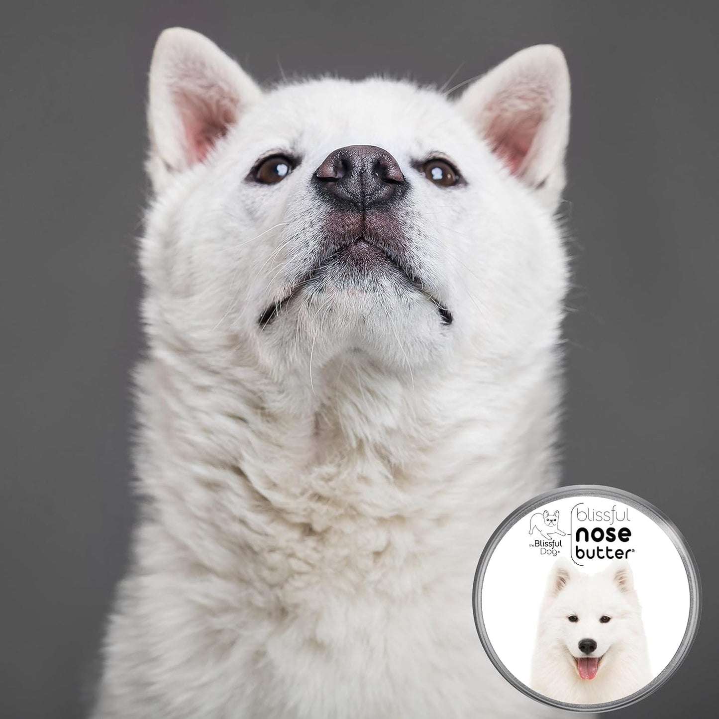 The Blissful Dog Samoyed Nose Butter for Dry, Cracked Skin, Lick-Safe Dog Nose Balm with Moisturizing Shea Butter, Almond, Olive, and Essential Oils, Pet Supplies, Uncented, 8 oz.