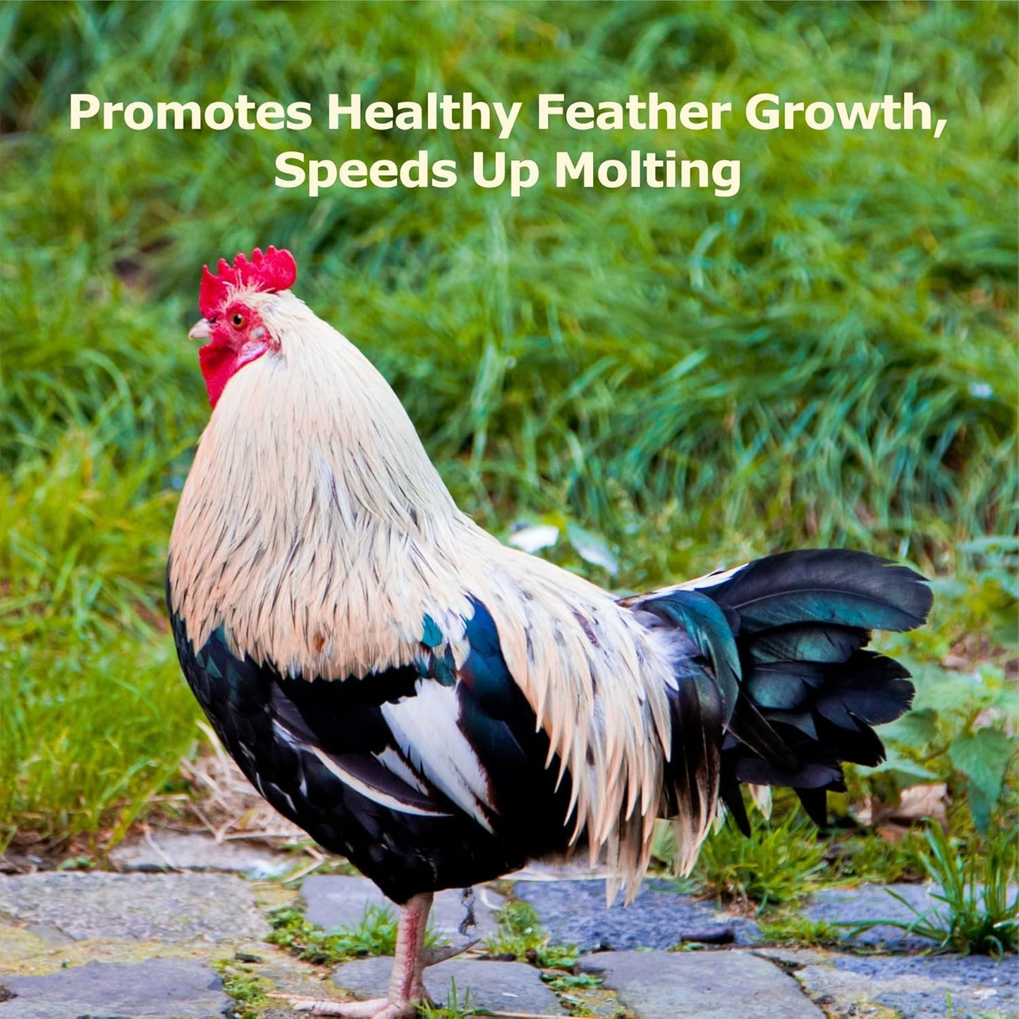 5LB Dried Black Soldier Fly Larvae, More Calcium Than Dried Mealworms, High Protein Chicken Feed,Duck Food, BSFL, Poultry Treats