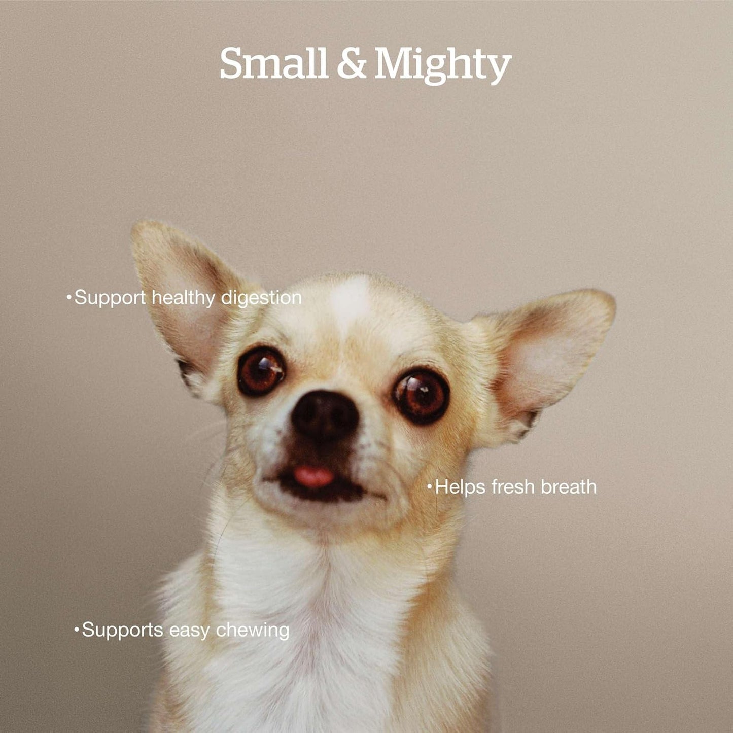 Now Fresh Grain-Free Small Breed Dry Dog Food with Turkey, Salmon & Duck, Healthy Kibble for Adults Made with Real Meat & Fish, Chicken-Free Recipe, Pumpkin & Probiotics for Good Digestion, 22 lb Bag