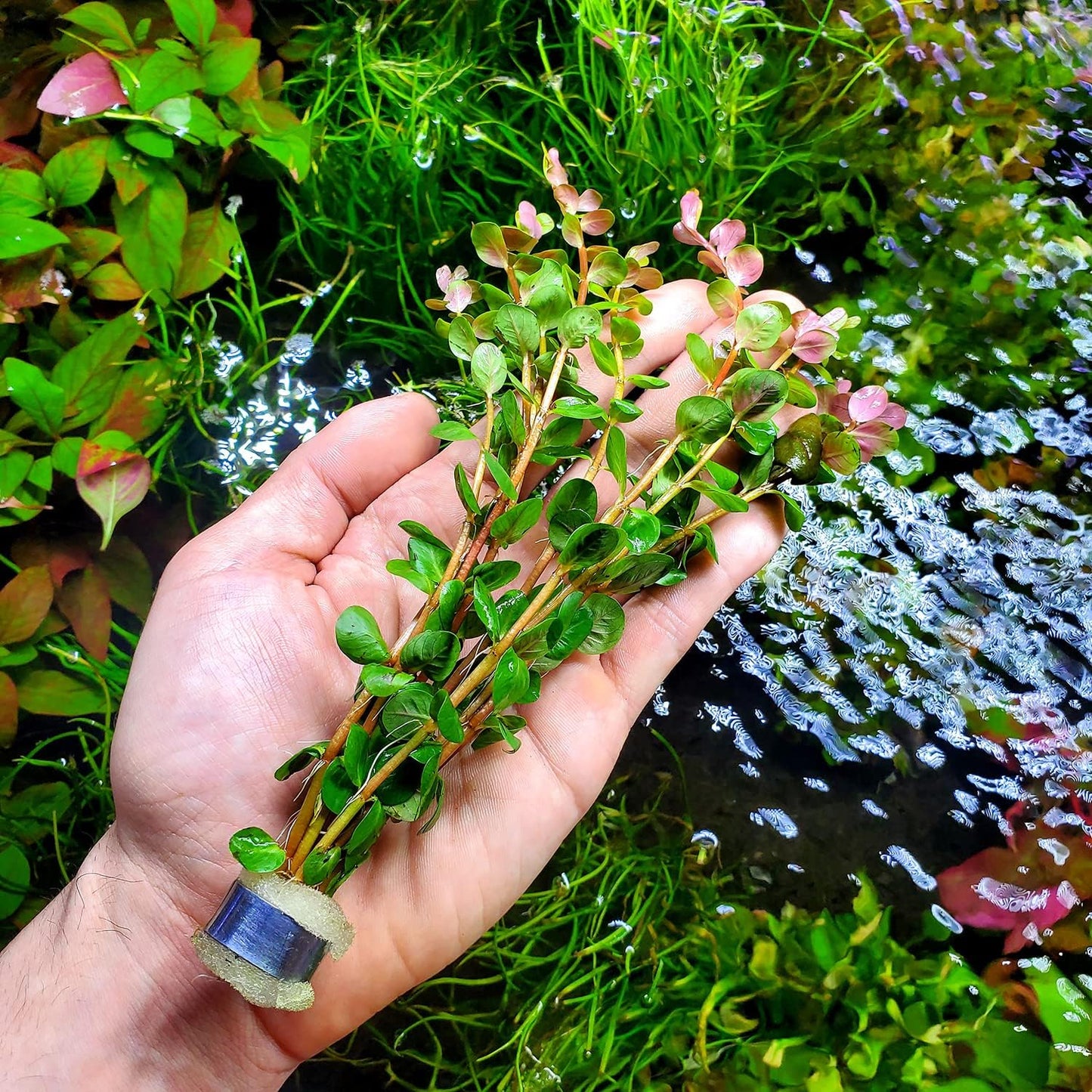 SubstrateSource Live Aquarium Stem Plants - Freshwater Aquatic Plant for Fish Tanks, Aquascaping - (Rotala Rotundifolia Orange Juice, 1 Bunch)