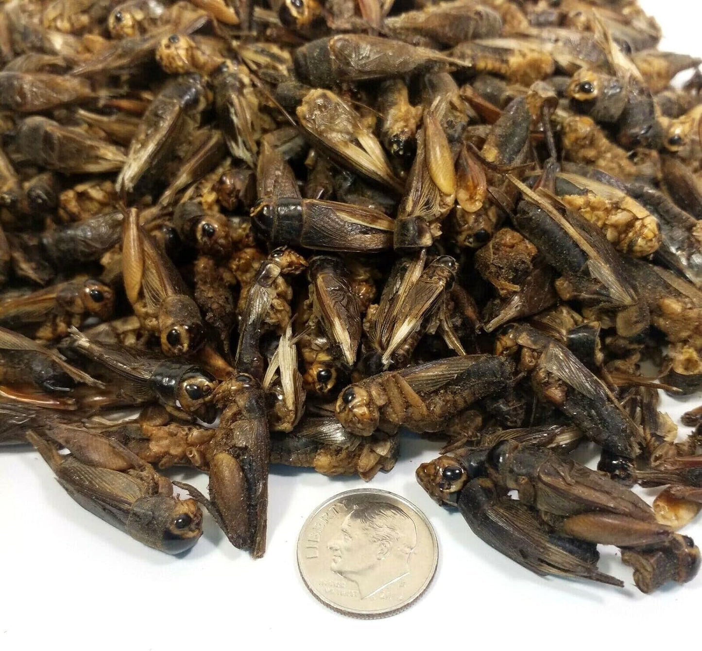 Aquatic Foods Inc. Crickets - Freeze Dried Crickets for Tropical Fish, Reptiles, Turtles, Tortoises Frogs, Hamsters, Birds, Rodents…1-lb Lg Jar