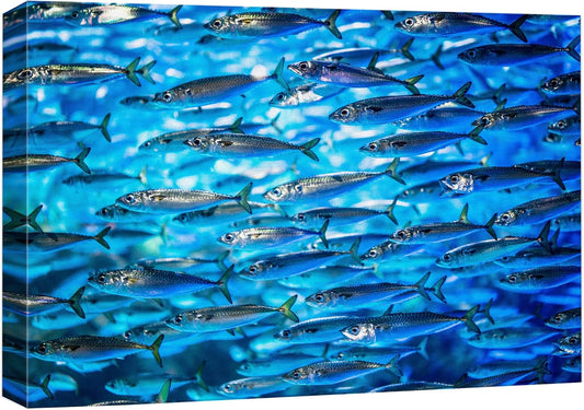 wall26 Canvas Print Wall Art Close Up Sardine School of Fish Underwater Nature Animals Photography Realism Rustic Scenic Landscape Wilderness Earth for Living Room, Bedroom, Office - 16"x24"