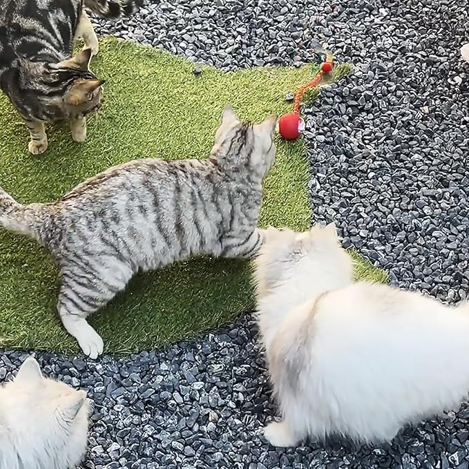 Speedy Tail Ball Toy 3.0 with 3 Play Modes, Bonus Tail, Safe Silicone Surface, Powerful Motor Moving Ball, Interactive Auto Toy for Indoor Bored Kitten & Adult Cats, USB Rechargeable (Red)