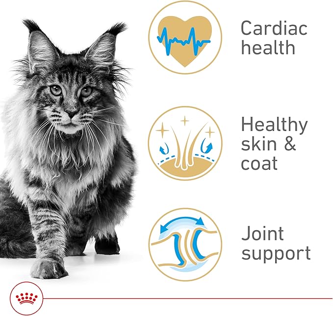 Royal Canin Maine Coon Breed Adult Dry Cat Food, 6 lb bag