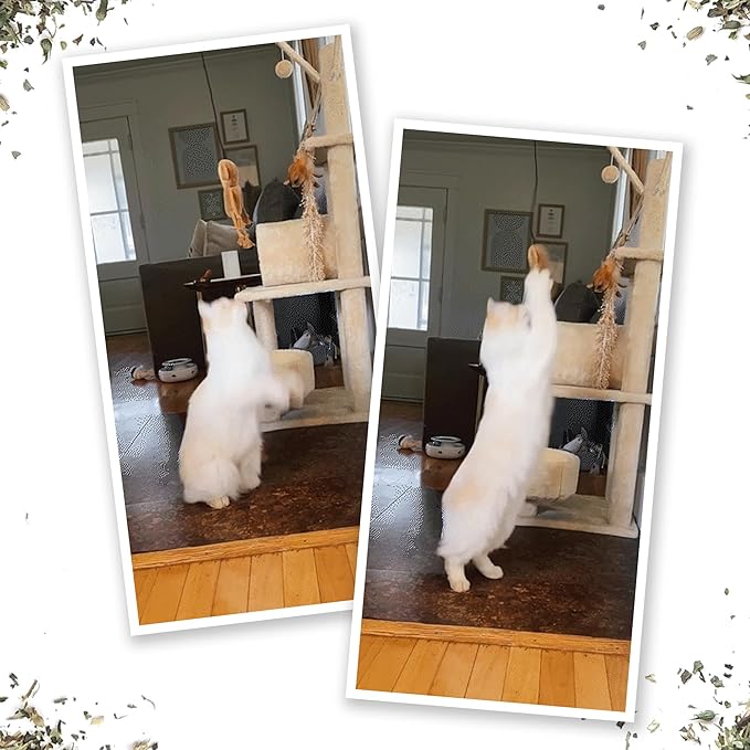 Meowijuana Jump 'n' Jamb Door Hanging Cat Toy | Funky Monkey | Refillable Interactive Catnip Toy | Promotes Play and Cat Health | Includes Potent Catnip Grown in North America