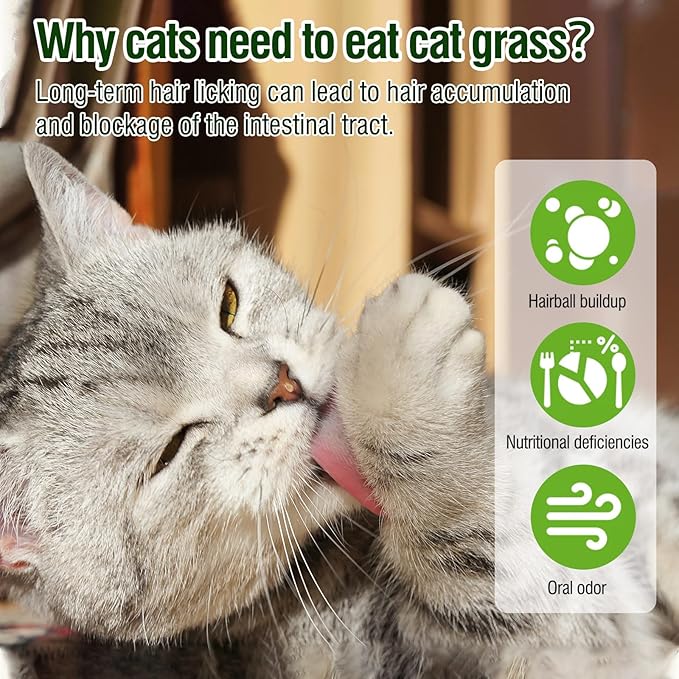 HavenJanny 50g/1.76oz Cat Grass Teething Stick, Cat Grass Stick Canned for Indoor Cats, Cats Treats Hairball Relief and Teeth Cleaning