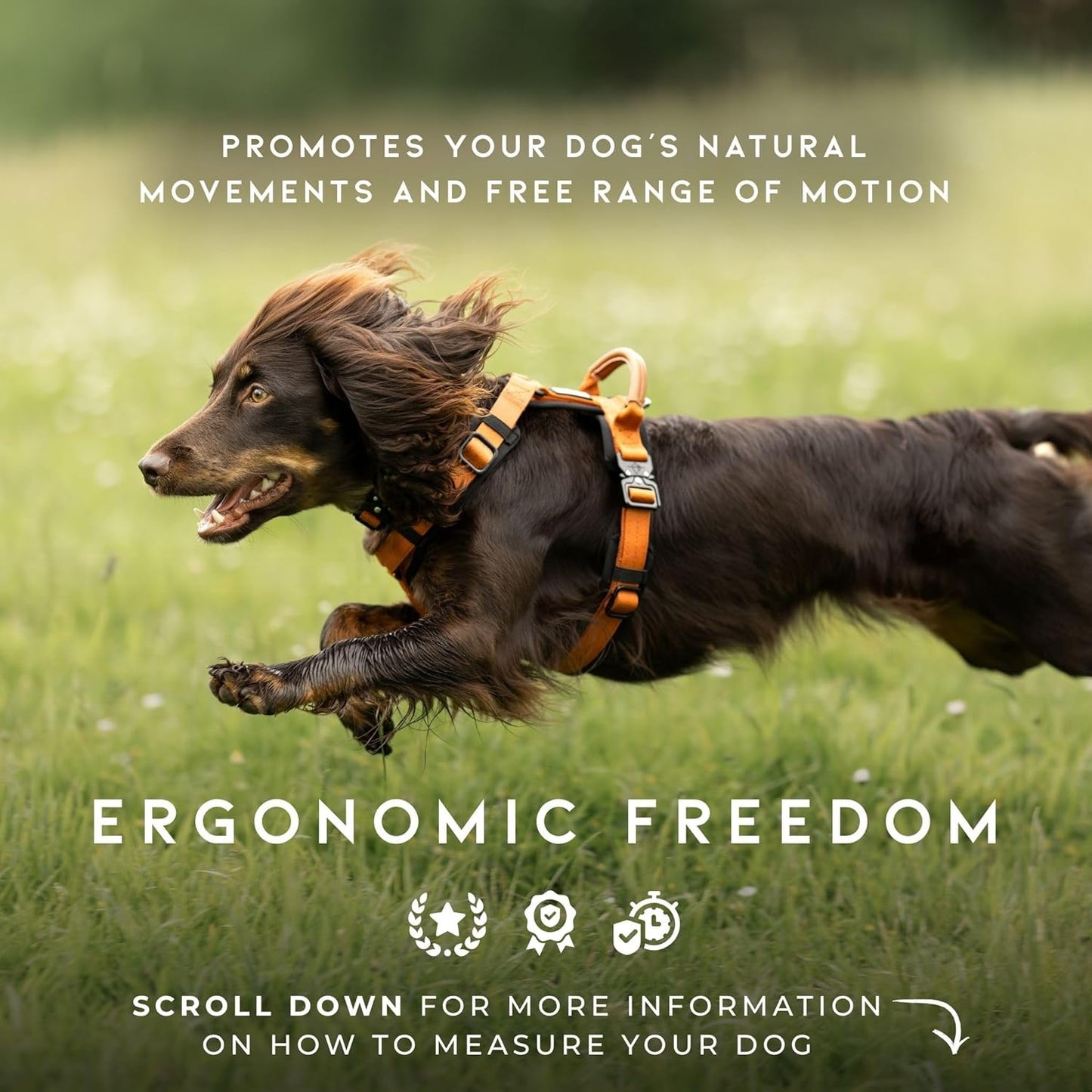 MADE TO ROAM Premium Explorer Harness - Y-Shaped Dog Harness with Adjustable Durable Nylon, Soft Padding, Metal Buckles and Leather Handle for Small, Medium, Large Dogs (Virginia Mountains, Size 2)