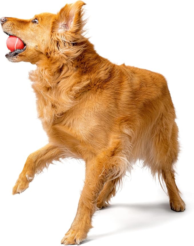 Playology Dog Toys | Squeaky Chew Ball - Squeaky and Bouncy Durable Floating Fetch Ball for Dogs (Value 2-Pack) | Medium Beef Scented Toy - Easy to Clean and Made from Non Toxic Materials