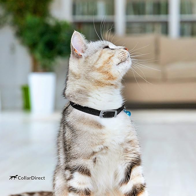 CollarDirect Leather Cat Collar, Kitten Collar with Removable Bell Black Blue Red Orange Lime Green (8-11 Inch, Black)