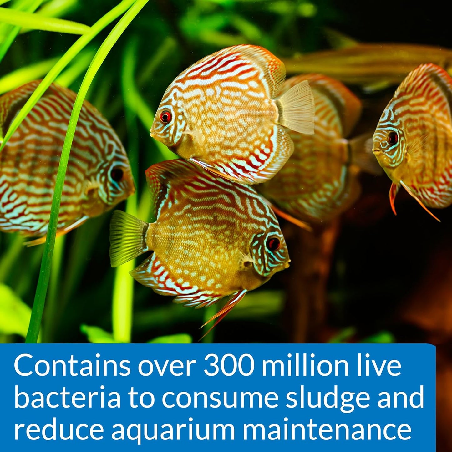 API STRESS ZYME Freshwater and Saltwater Aquarium Cleaning Solution 1-Ounce Bottle