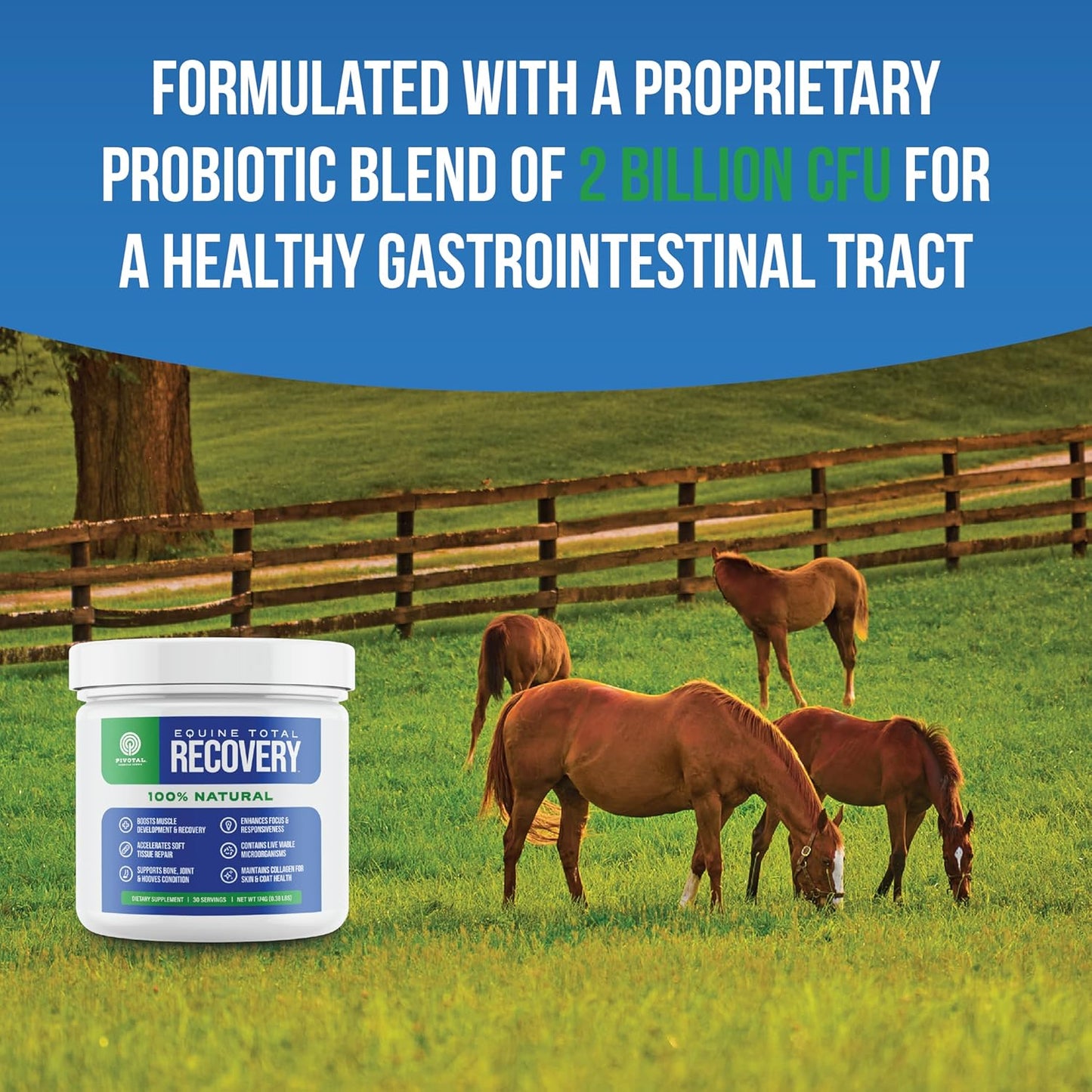 Pivotal Power+ Horse Supplement (174g/0.38lbs - 30 Servings) - 9 Equine Amino Acids Plus Probiotics for Horses - No Added Sugar, No Soy, No Fillers - Horse Joint Support Supplement, White